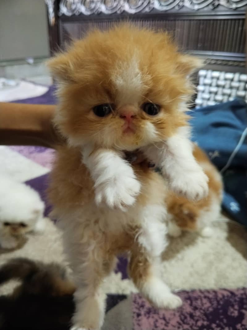 kitten 10