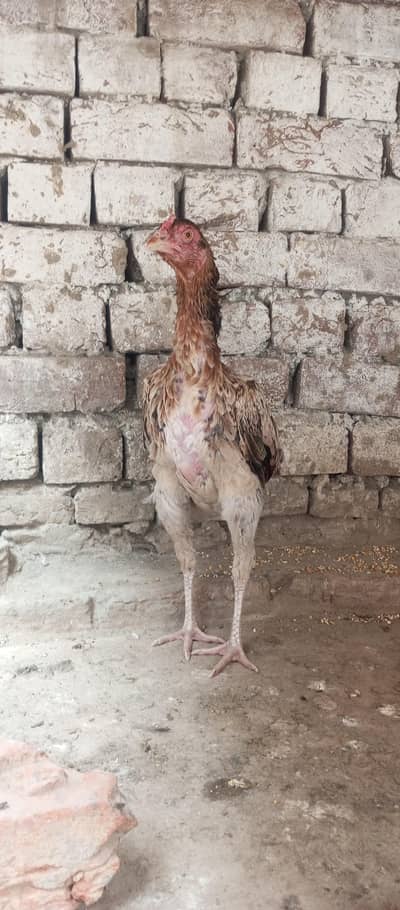 panas Breed female and exchange