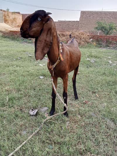 pure nagri path