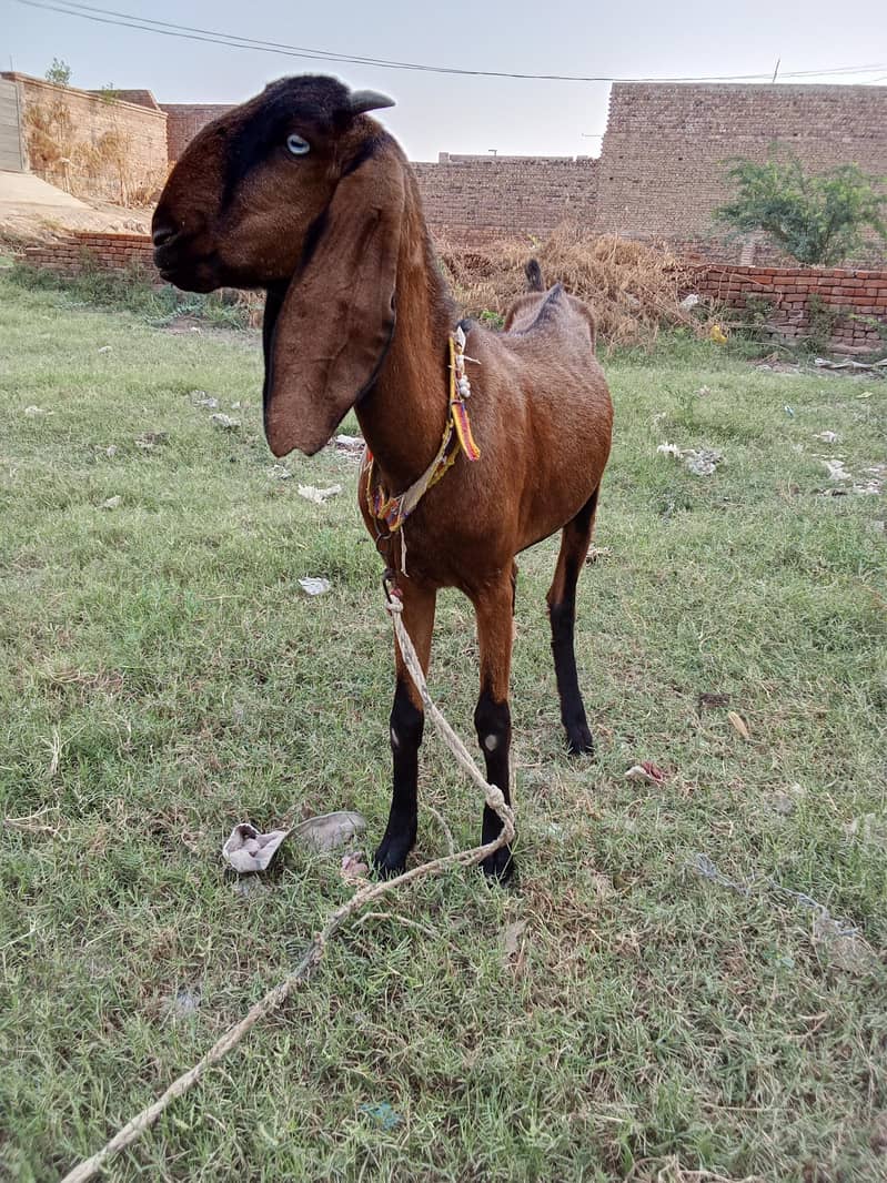 pure nagri path 0