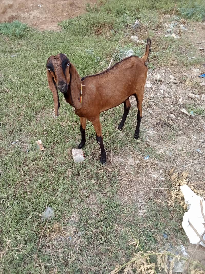 pure nagri path 1