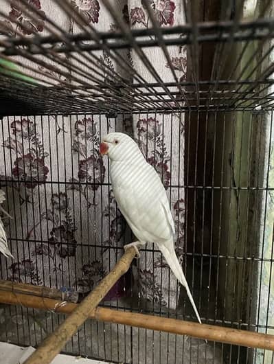 Parrot For Sale