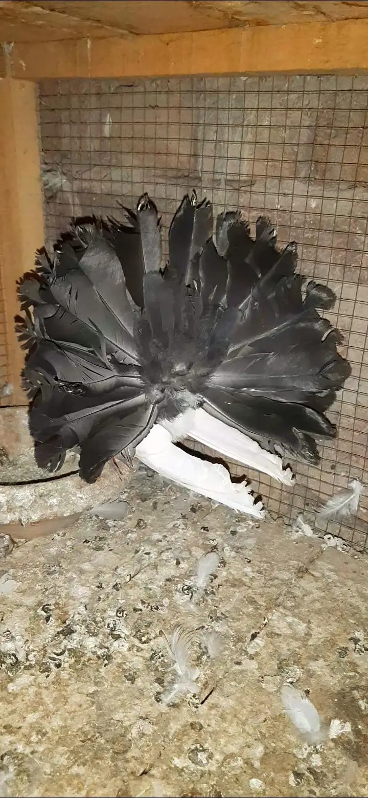 jarman beauti white Chicks Black tail Female 4kali — photo 5