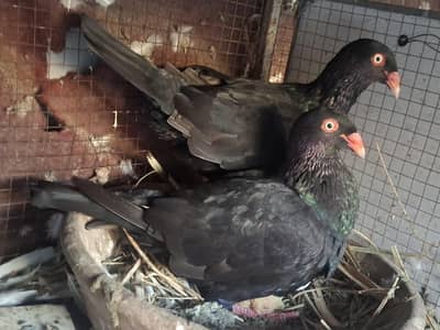 Black Danish Chicks pair and Ghazi Modena Chicks Pair for sale
