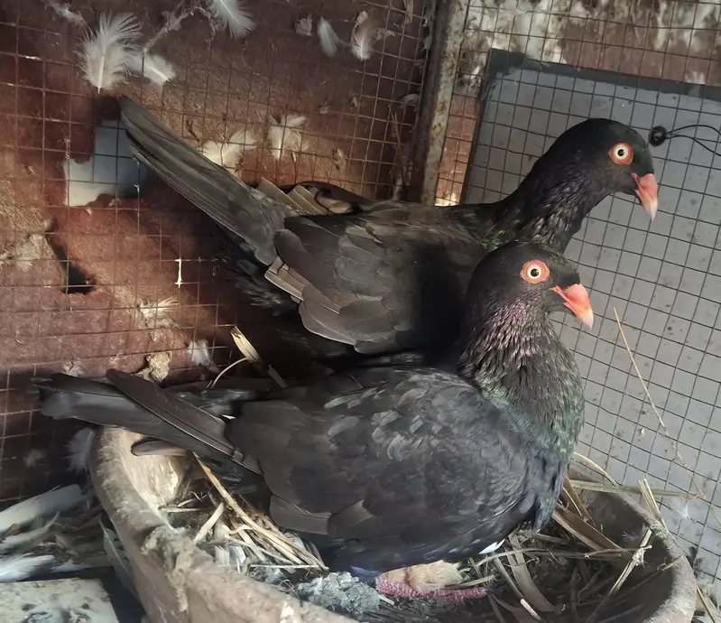 Black Danish Chicks pair and Ghazi Modena Chicks Pair for sale — photo 2