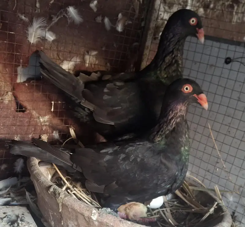 Black Danish Chicks pair and Ghazi Modena Chicks Pair for sale — photo 3
