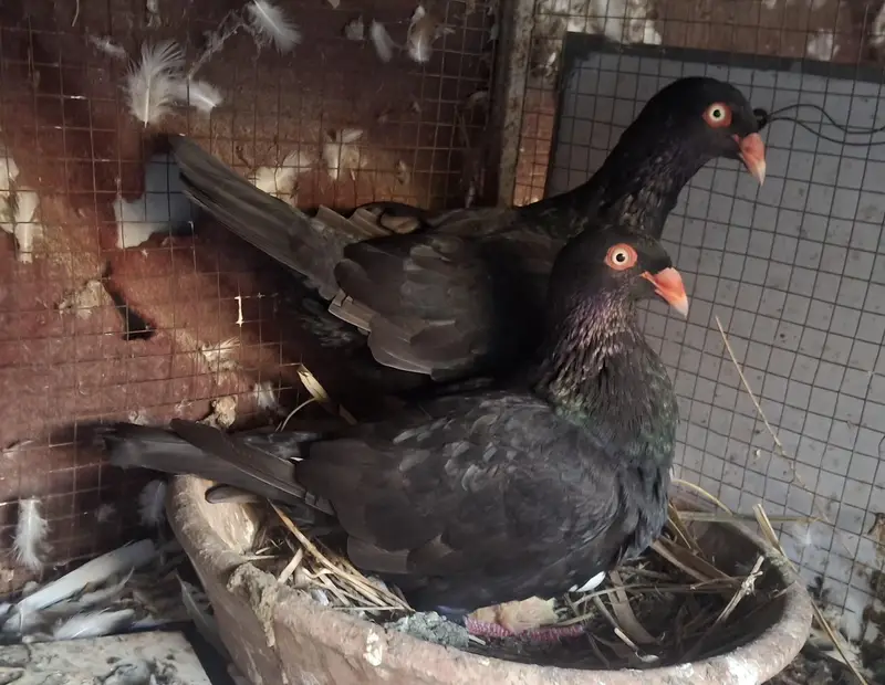 Black Danish Chicks pair and Ghazi Modena Chicks Pair for sale — photo 4