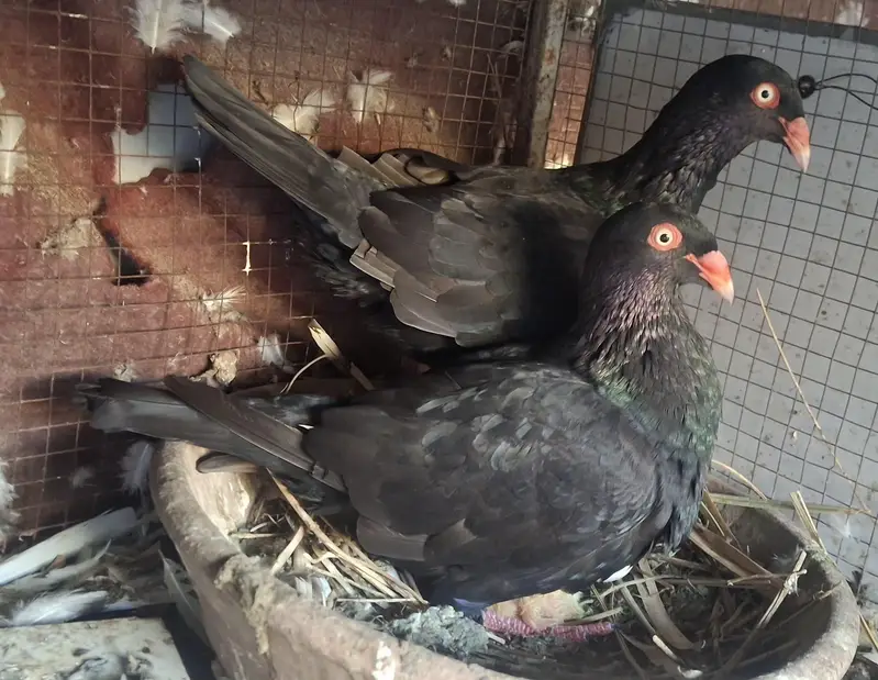Black Danish Chicks pair and Ghazi Modena Chicks Pair for sale — photo 5