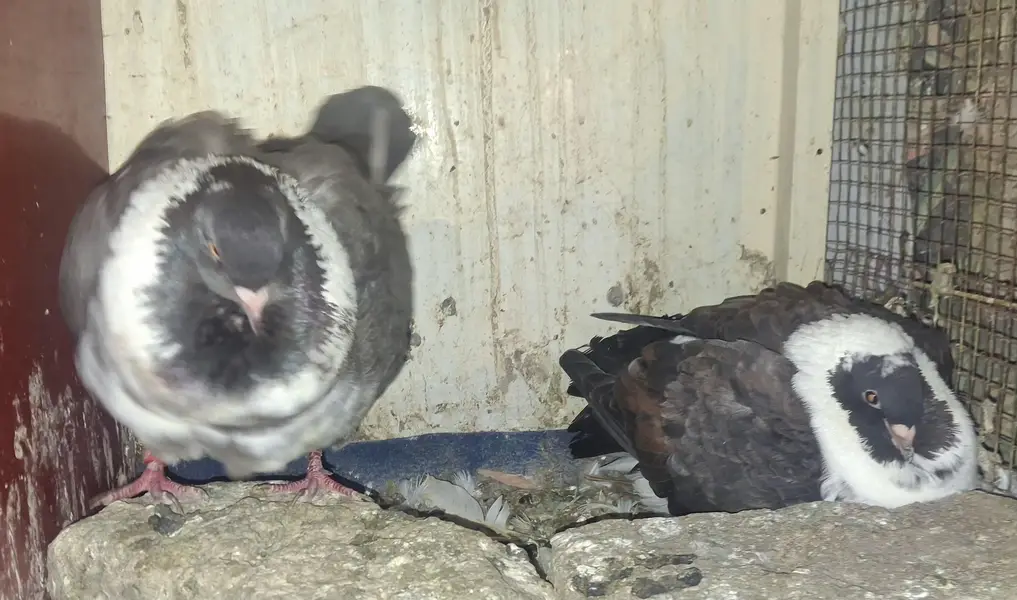 Black Danish Chicks pair and Ghazi Modena Chicks Pair for sale — photo 7