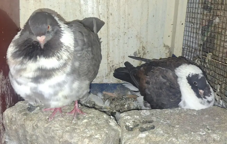 Black Danish Chicks pair and Ghazi Modena Chicks Pair for sale — photo 8