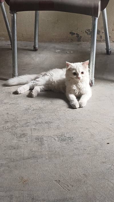 White Persian Cat for Sale