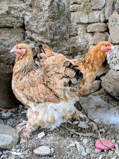 brahma females