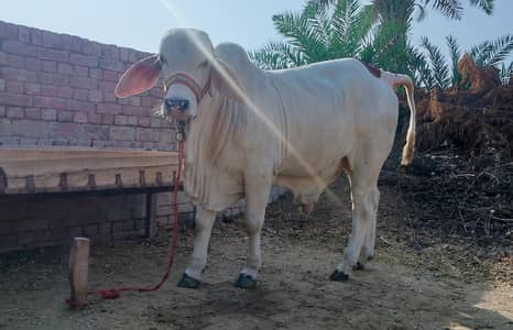 male bull (cow) brahman pink nukra براہمن گلابی نکرہ بچھڑہ
