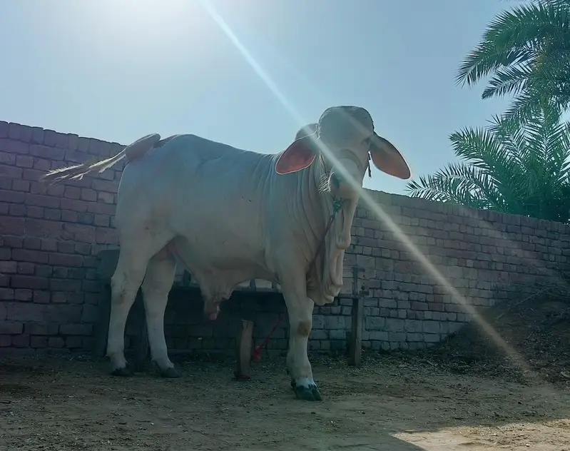 male bull (cow) brahman pink nukra براہمن گلابی نکرہ بچھڑہ — photo 2
