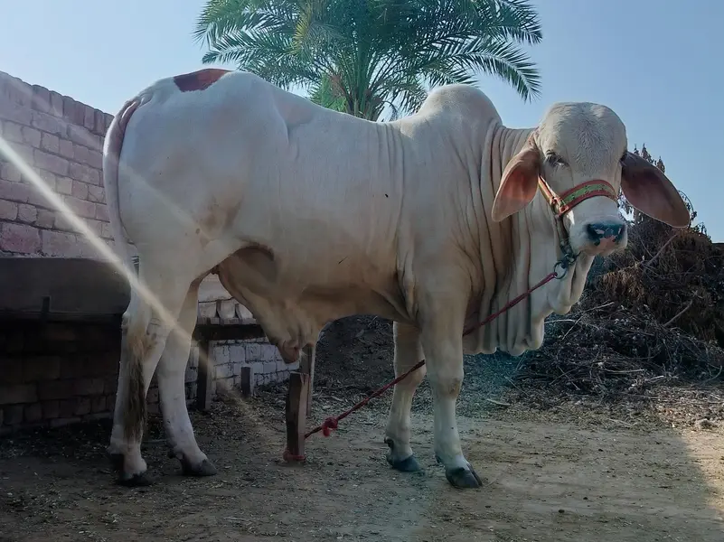 male bull (cow) brahman pink nukra براہمن گلابی نکرہ بچھڑہ — photo 3