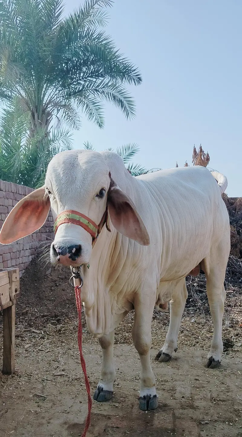 male bull (cow) brahman pink nukra براہمن گلابی نکرہ بچھڑہ — photo 4