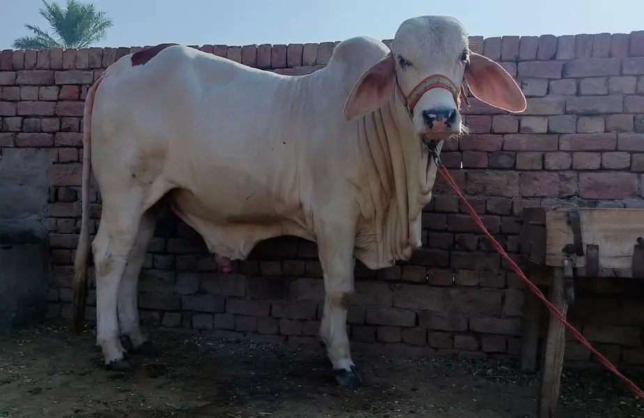 male bull (cow) brahman pink nukra براہمن گلابی نکرہ بچھڑہ — photo 5