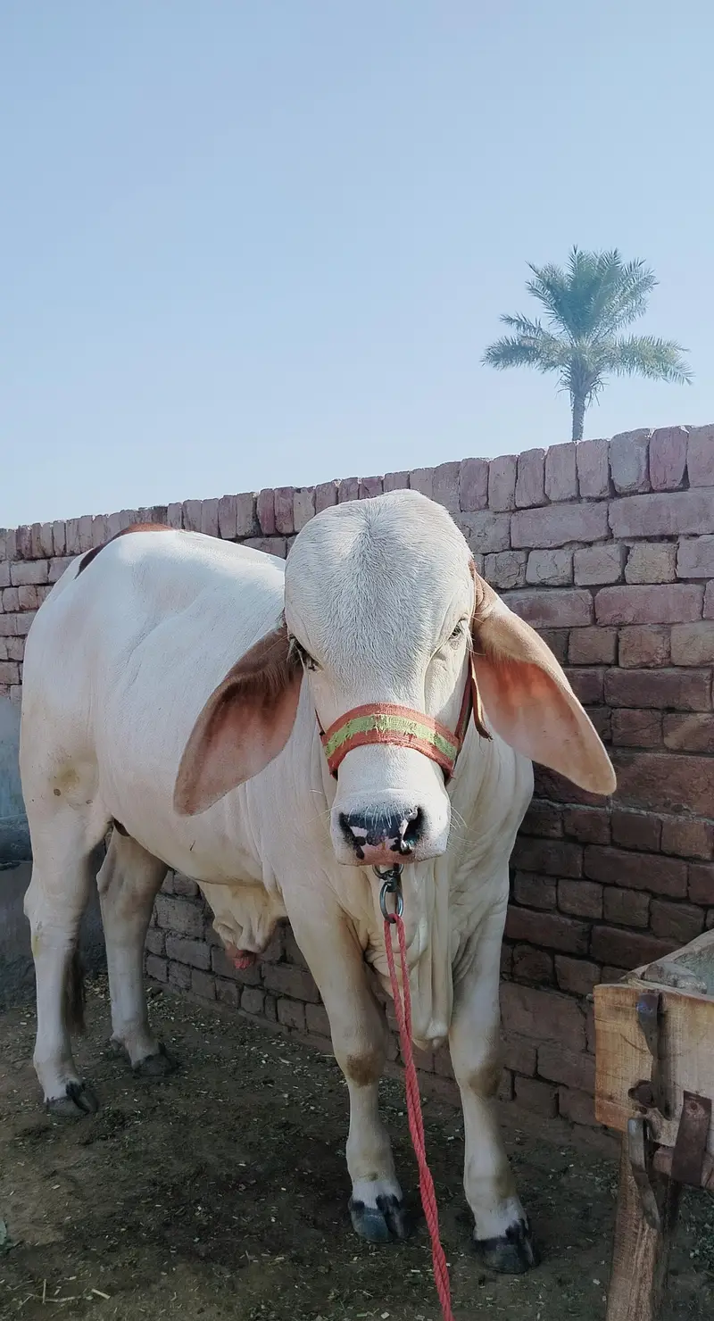 male bull (cow) brahman pink nukra براہمن گلابی نکرہ بچھڑہ — photo 6