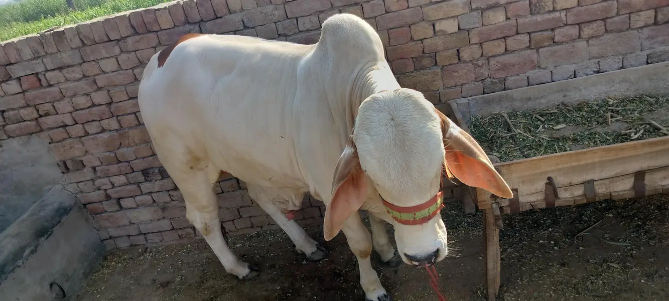 male bull (cow) brahman pink nukra براہمن گلابی نکرہ بچھڑہ — photo 7