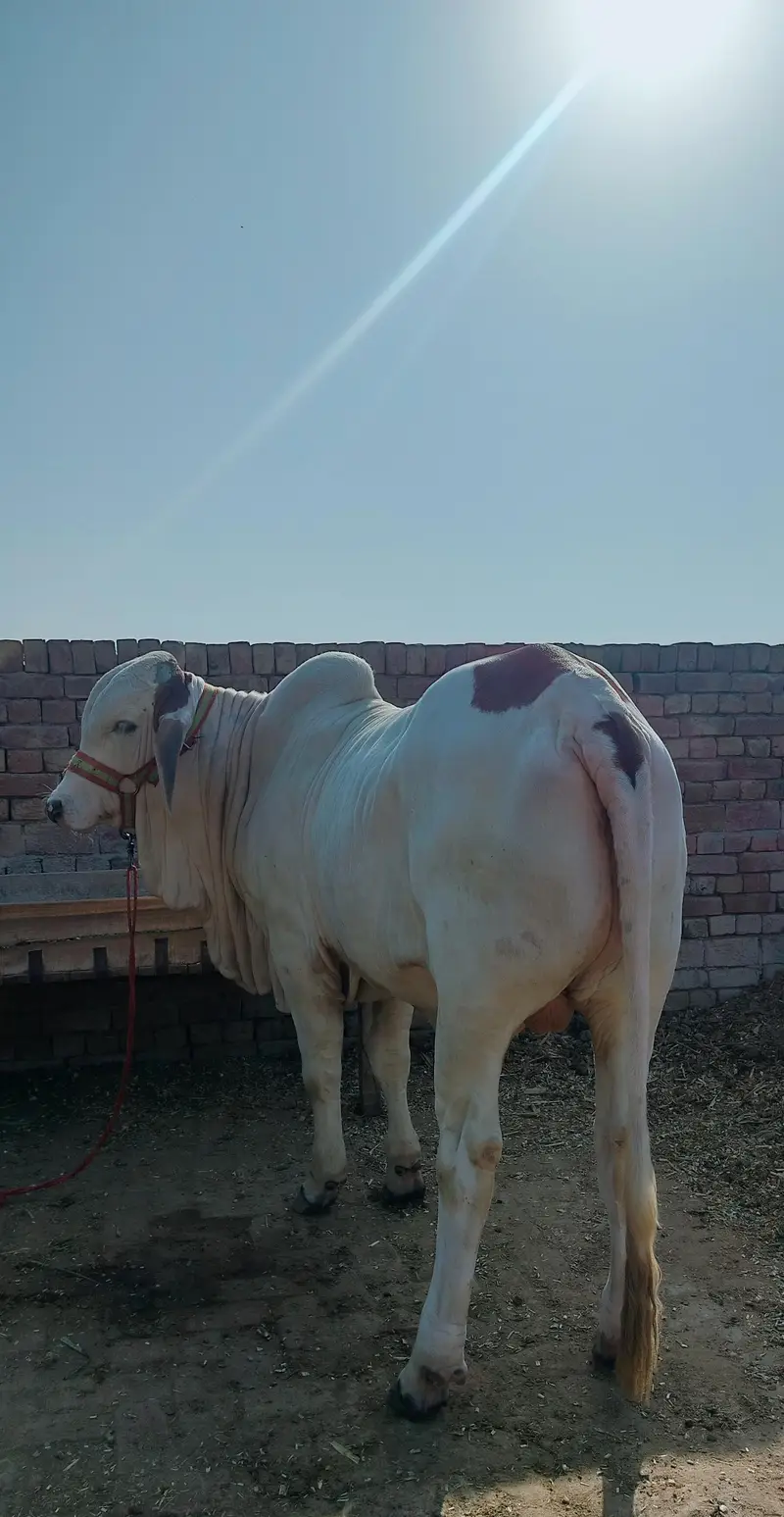 male bull (cow) brahman pink nukra براہمن گلابی نکرہ بچھڑہ — photo 8