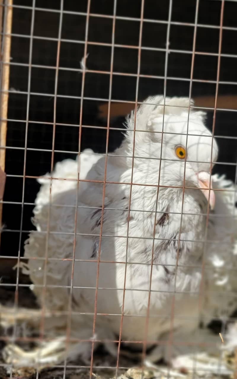 pigeons & sunconure 3