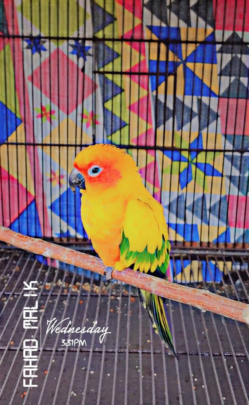 pigeons & sunconure 4