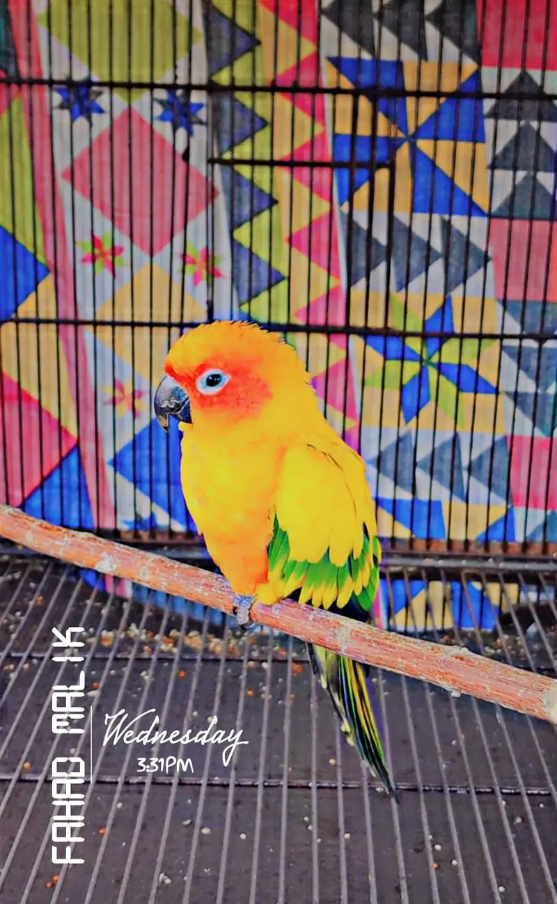 parrots , pigeons , Australian, sunconure — photo 5