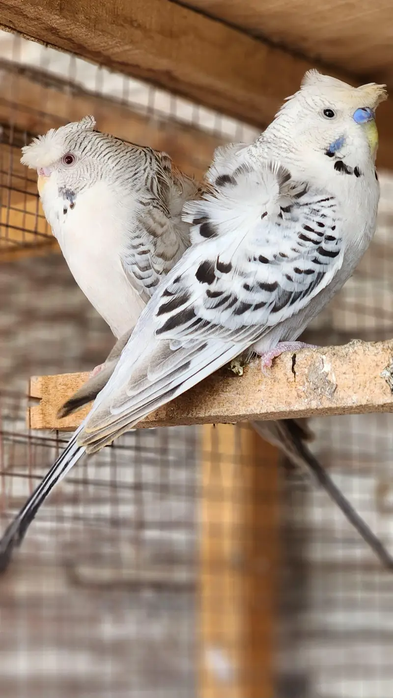 parrots , pigeons , Australian, sunconure — photo 6