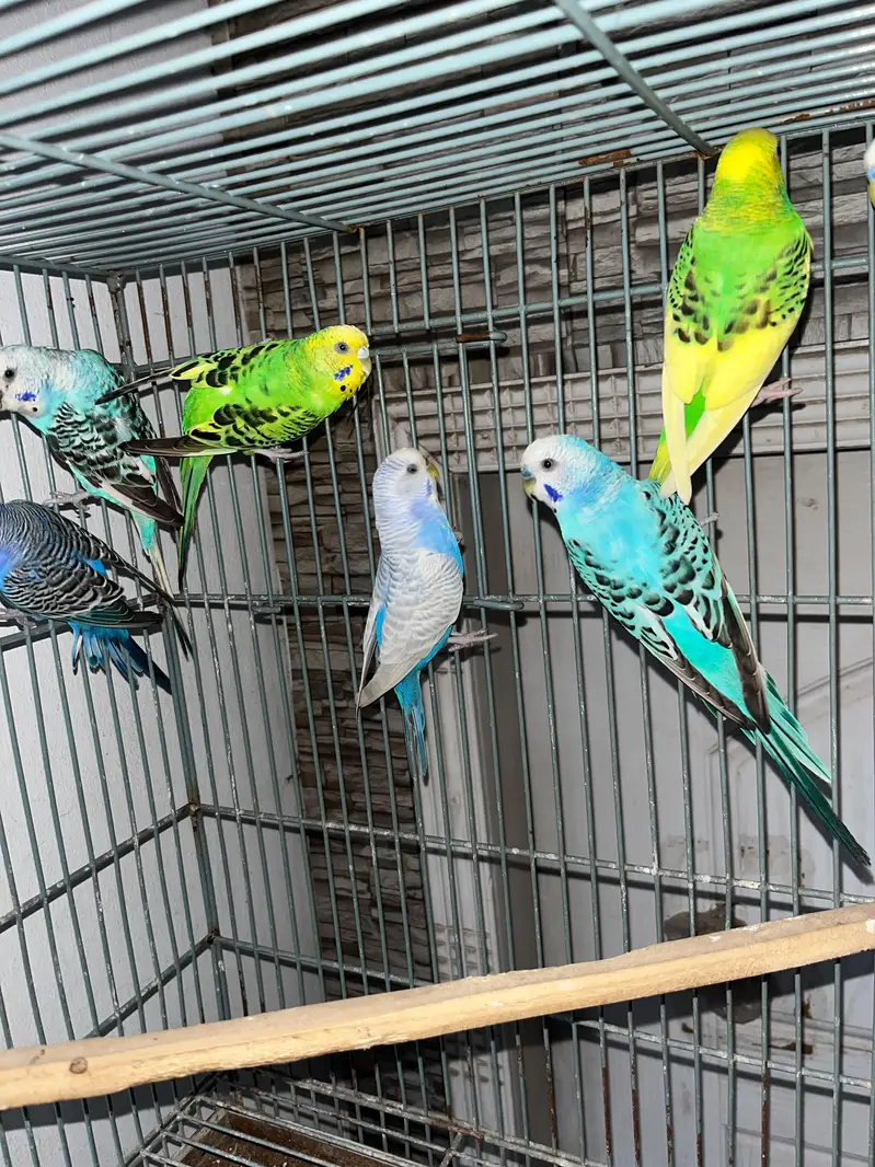 parrots , pigeons , Australian, sunconure — photo 7