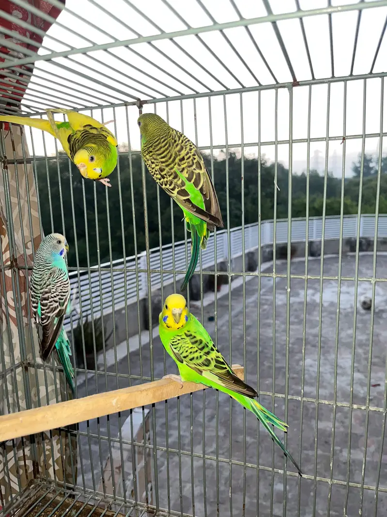parrots , pigeons , Australian, sunconure — photo 8