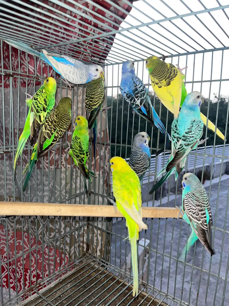 parrots , pigeons , Australian, sunconure — photo 9