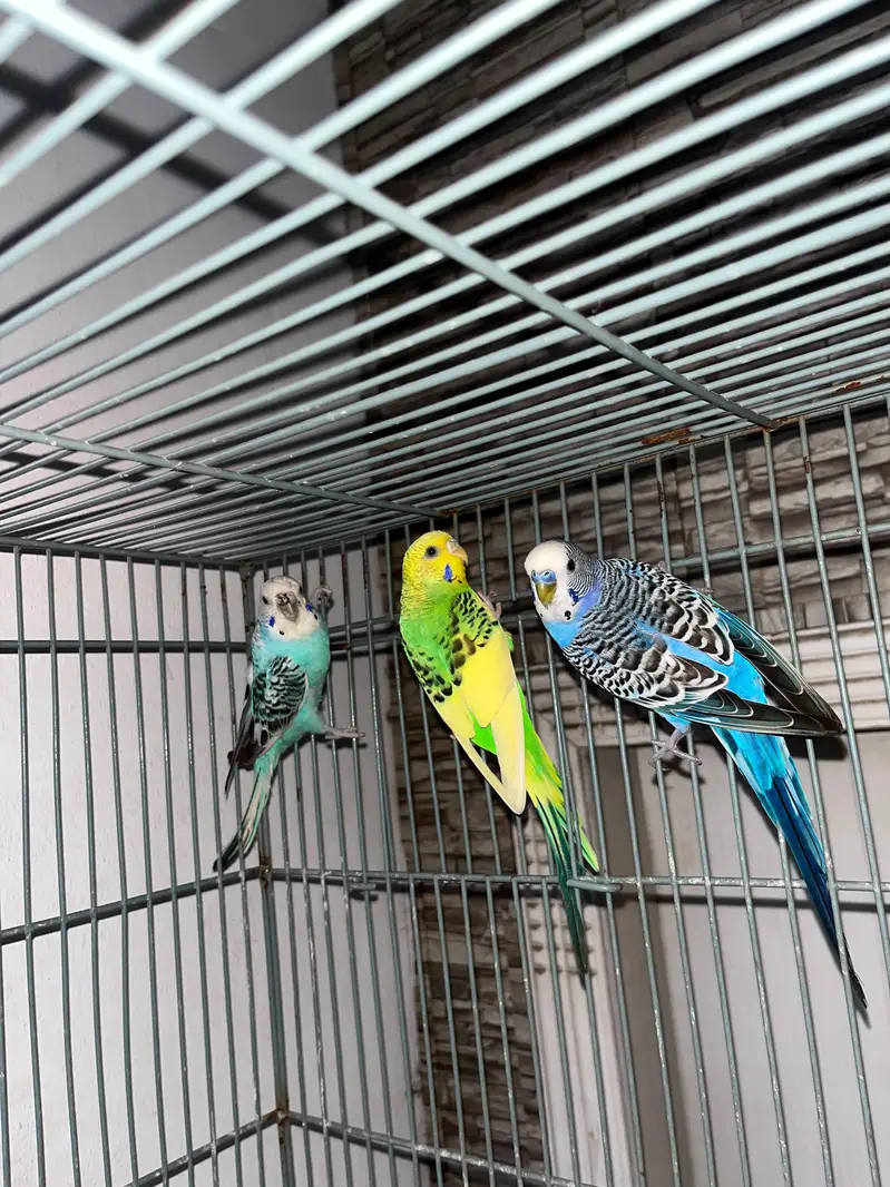 parrots , pigeons , Australian, sunconure — photo 10