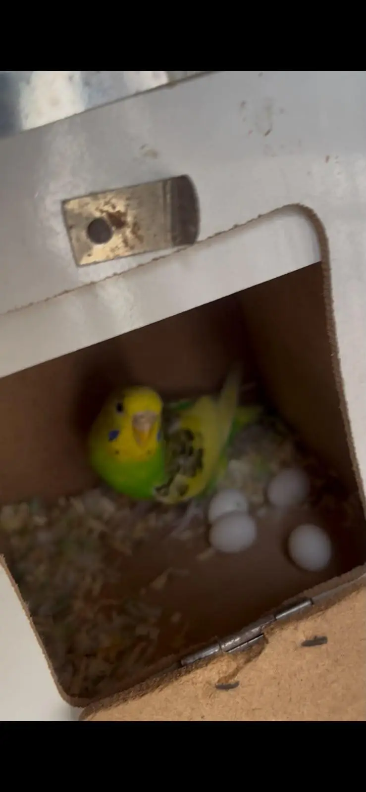 parrots , pigeons , Australian, sunconure — photo 11