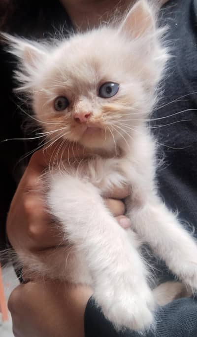 Persian kitten for sale available