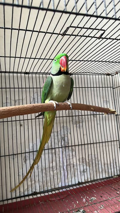Raw parrot hand tame