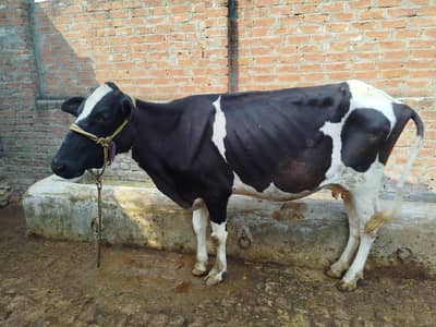 Friesian Cross Cow