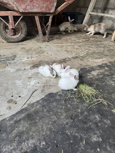 Rabbit kittes for sale