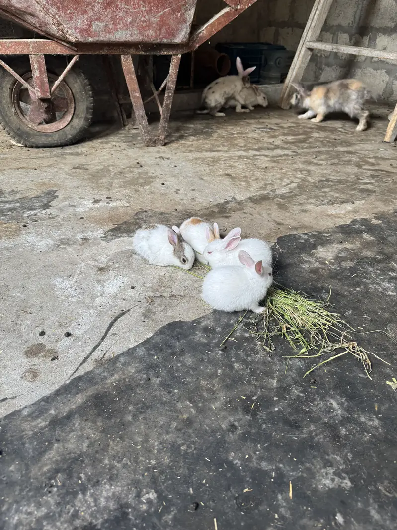 Rabbit kittes for sale