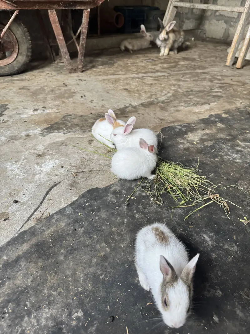 Rabbit kittes for sale — photo 2