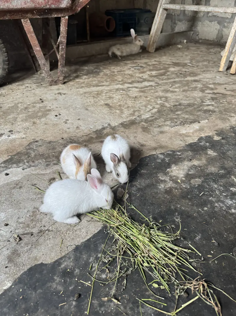 Rabbit kittes for sale — photo 3