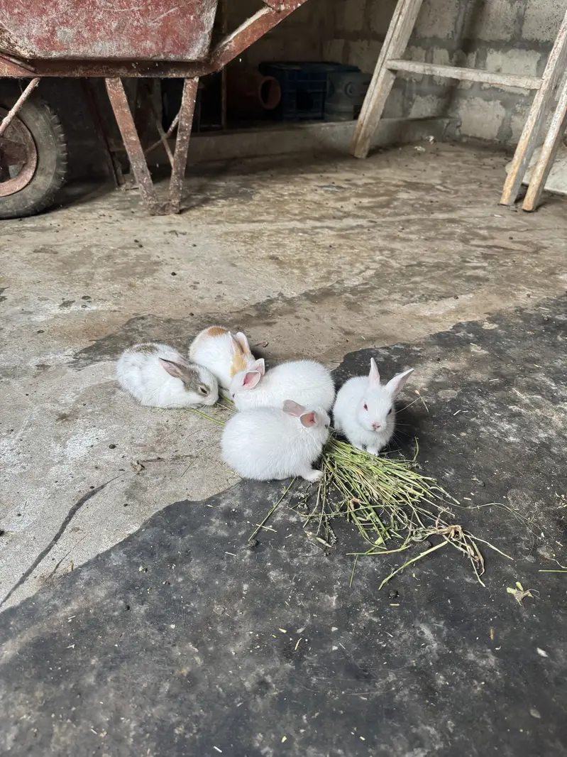 Rabbit kittes for sale — photo 4