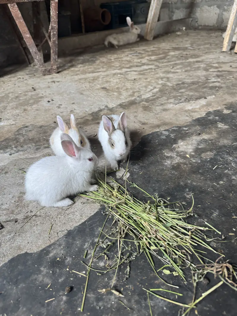 Rabbit kittes for sale — photo 5