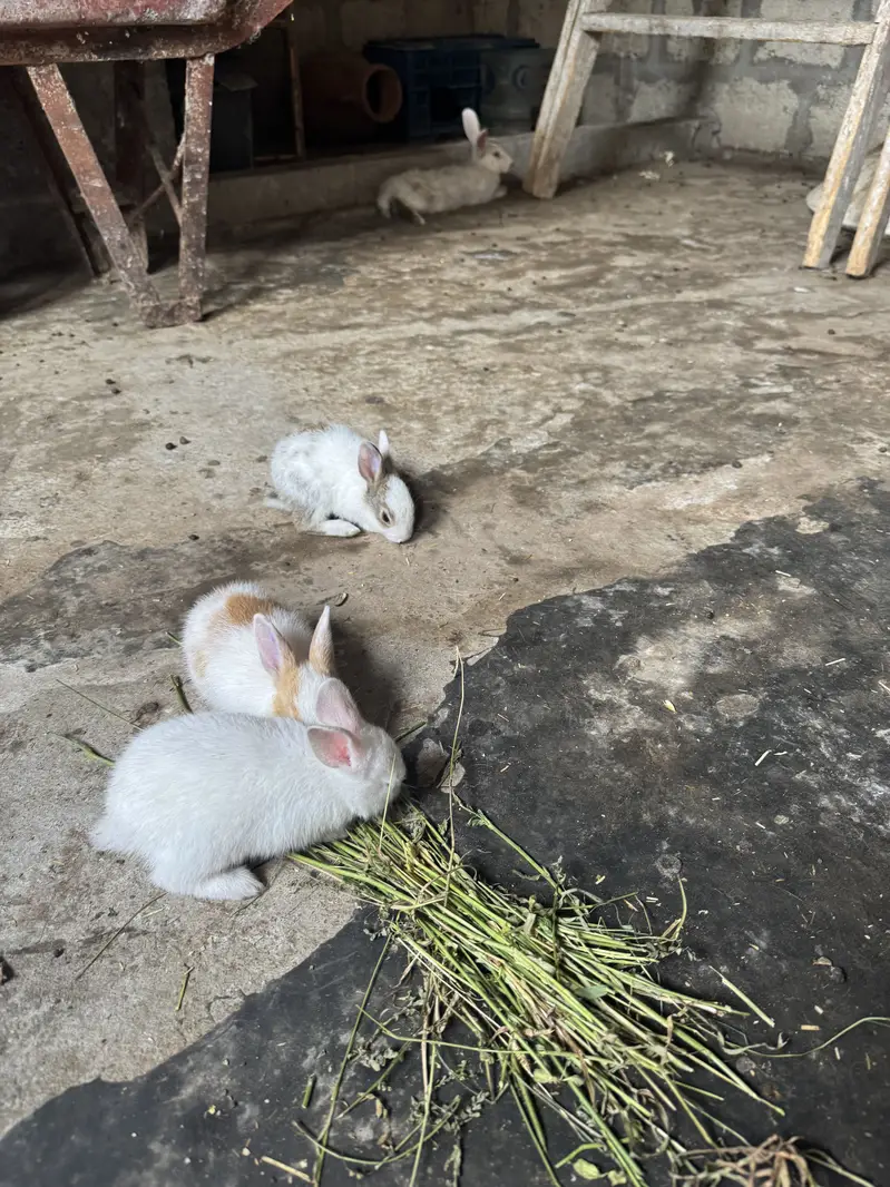 Rabbit kittes for sale — photo 6