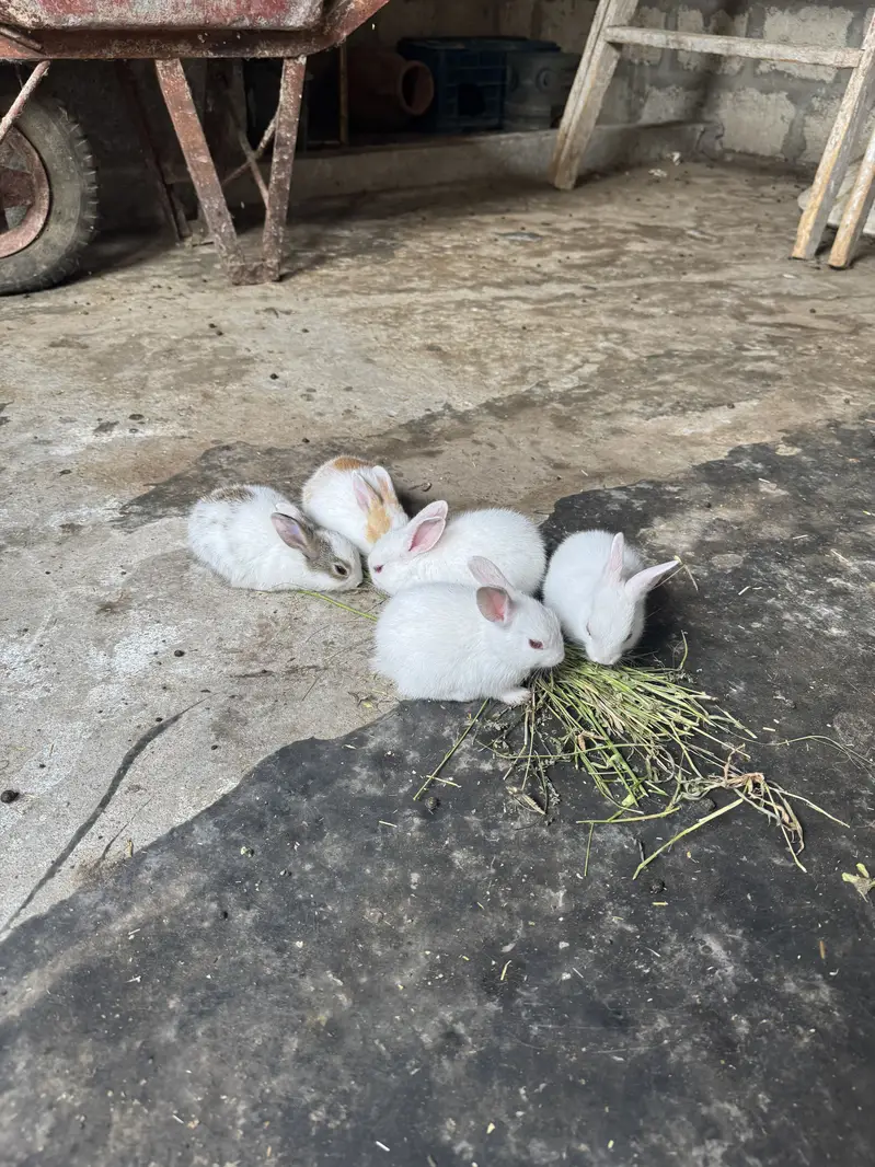 Rabbit kittes for sale — photo 7