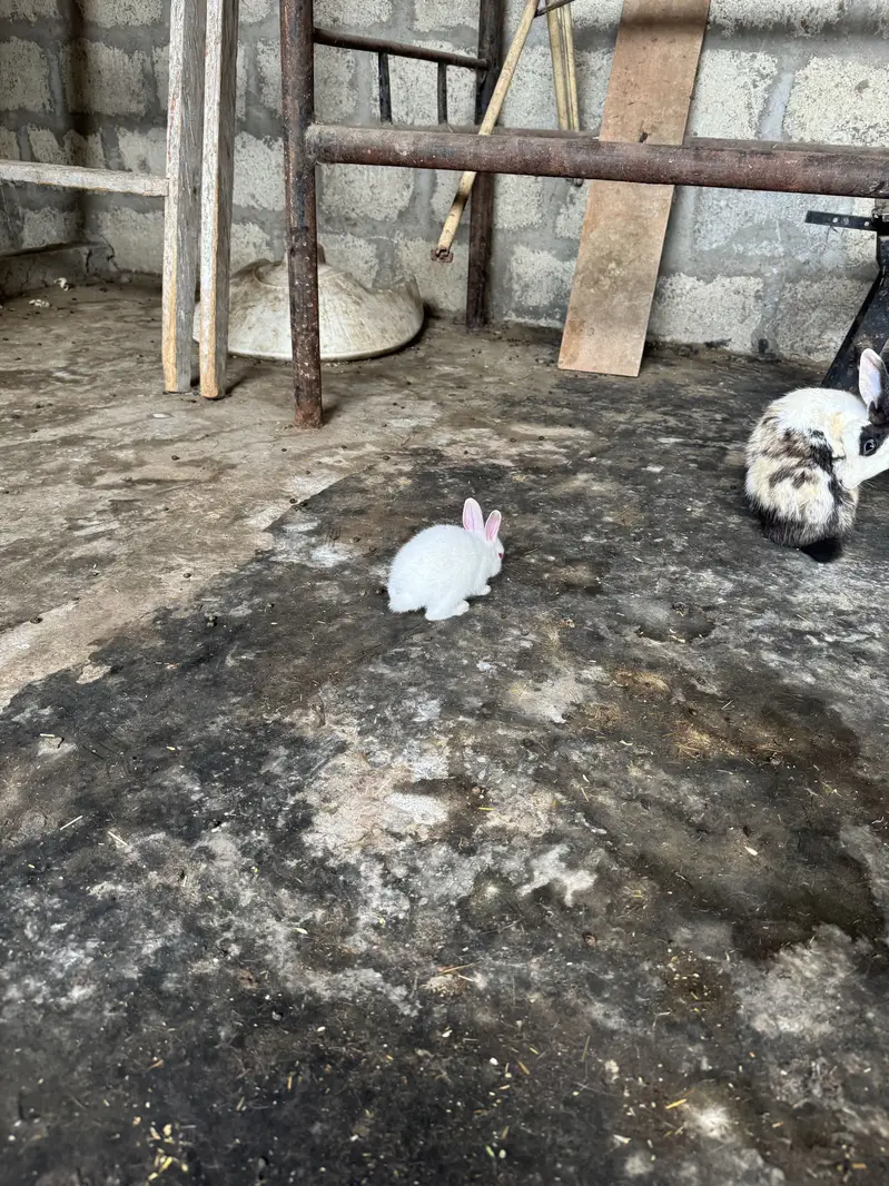Rabbit kittes for sale — photo 8