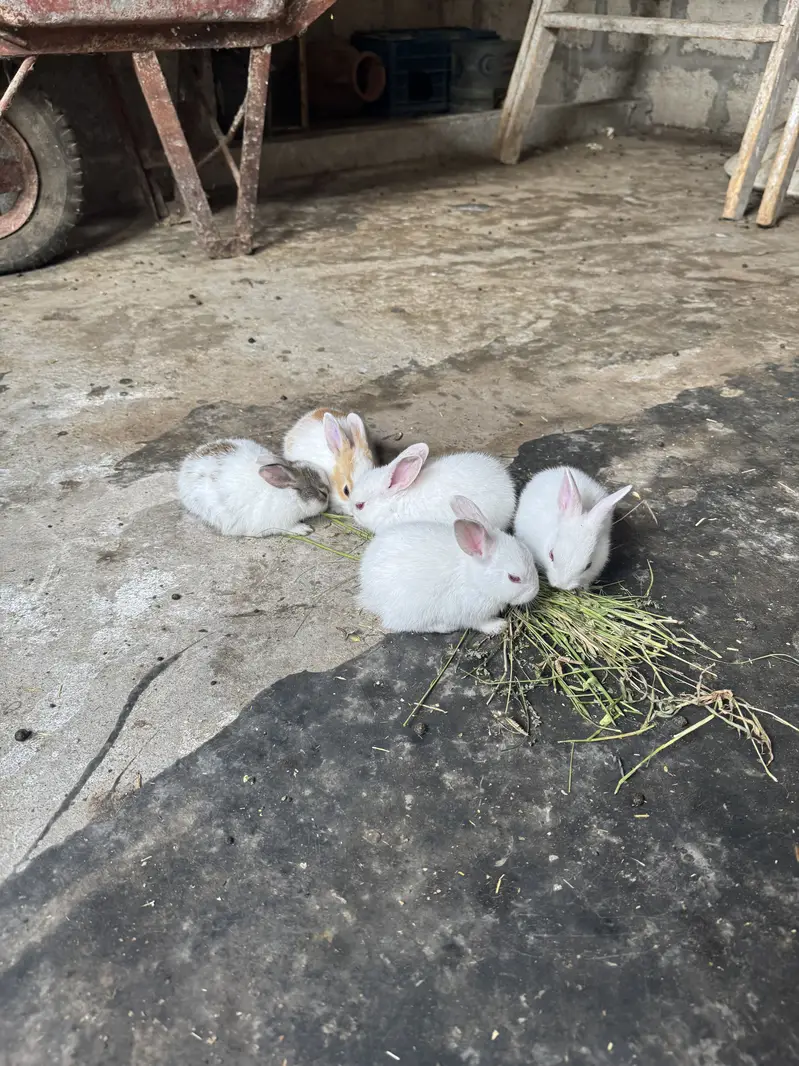 Rabbit kittes for sale — photo 9