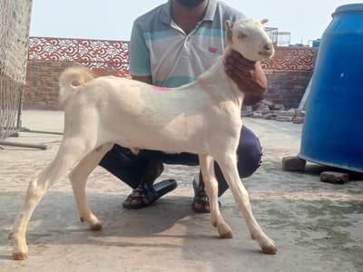 2 male for sale quality wly bachy h