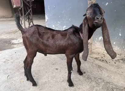 Bakra or chatrii