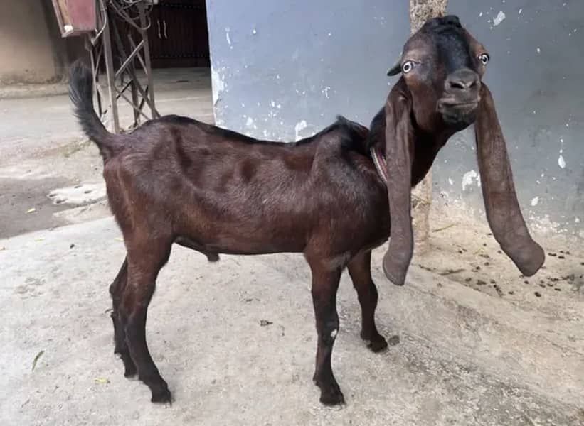 Bakra or chatrii 0
