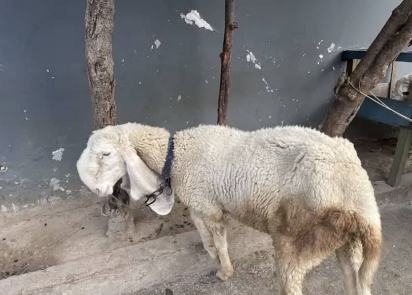 Bakra or chatrii 1